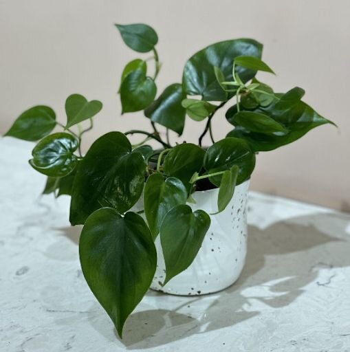 philodendron plant