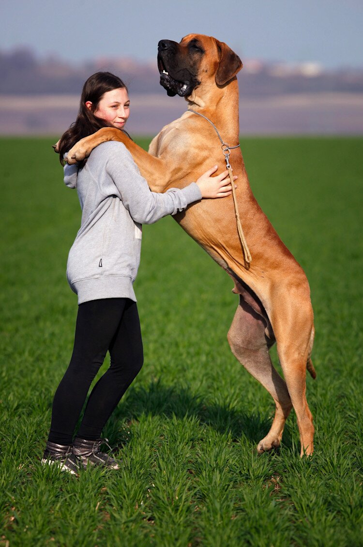 great dane with owner