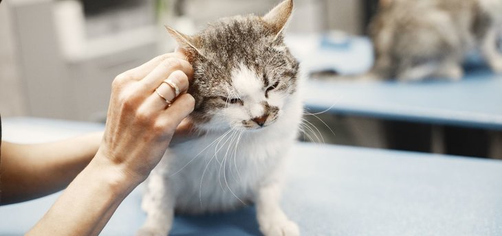 itchy cat getting pet at vet