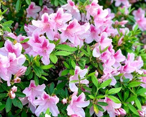 azalea plant