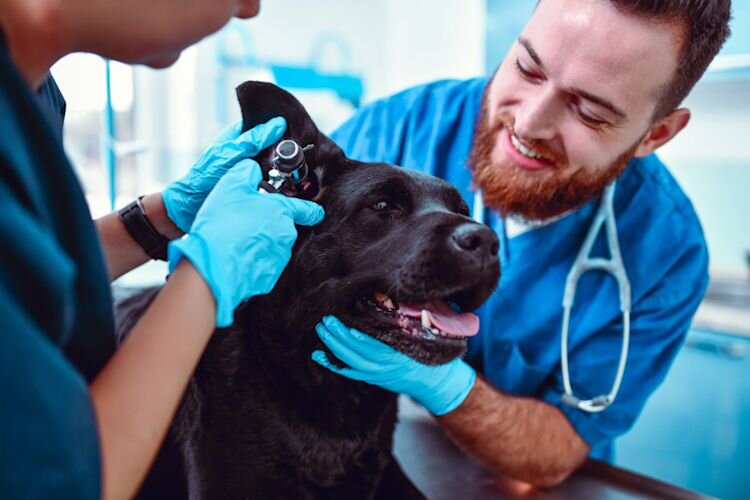 dog ear check-up