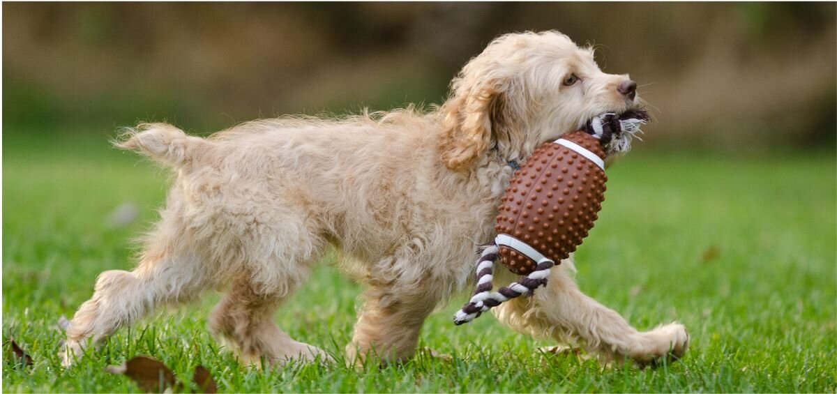 dog on the field with toy football