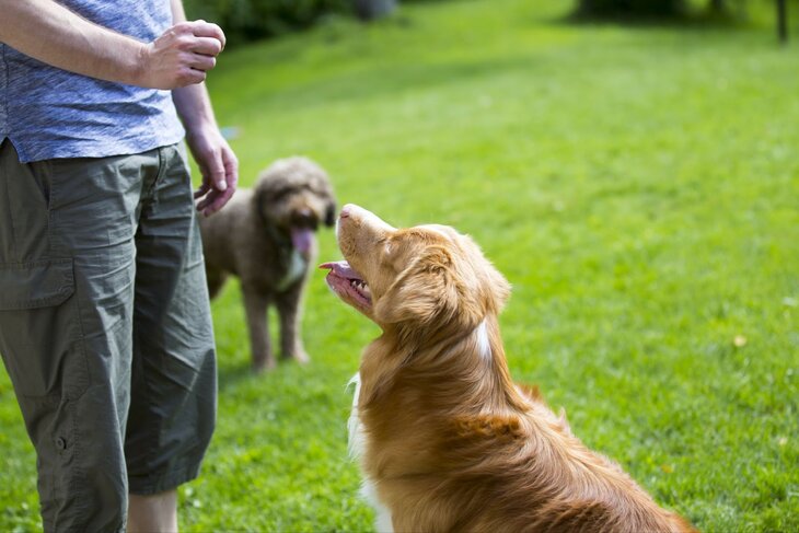 man training his dog outdoors