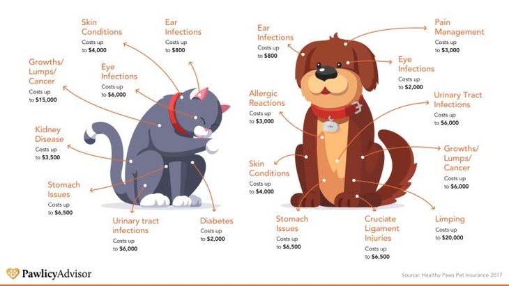 common veterinary expenses