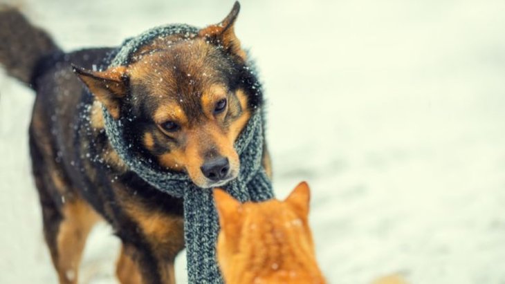 dog and cat in snow