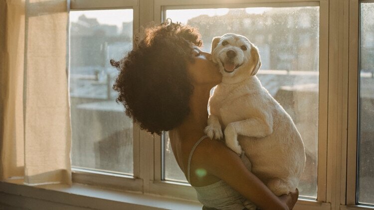 dog carried by owner