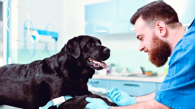vet giving a shot to a black dog