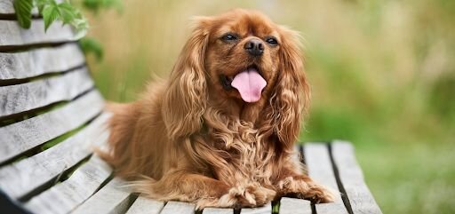 king charles pup sitting on a bench