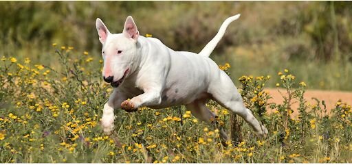 bull terrier running