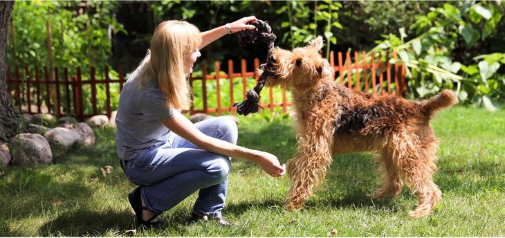 airedale terrier playing with female owner