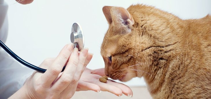 old cat at vet