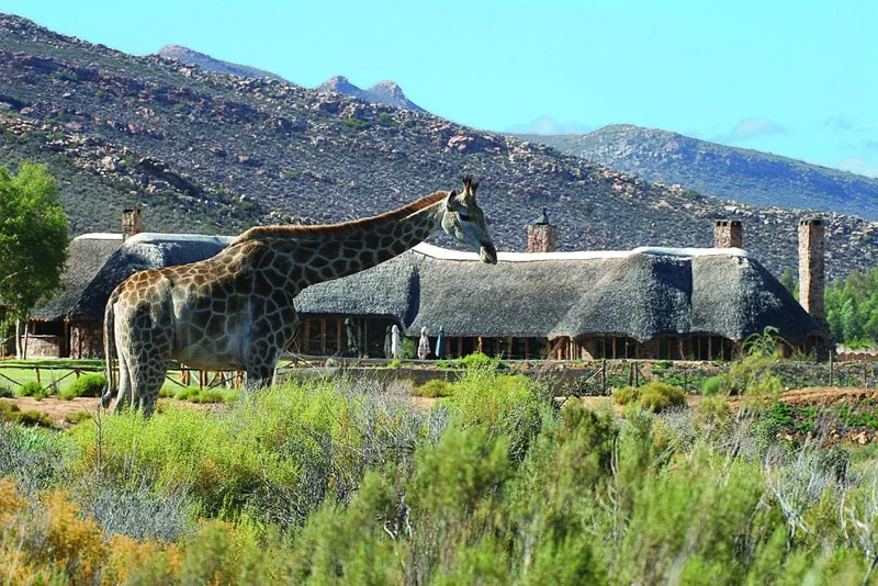 Giraffe at private game reserve lodge