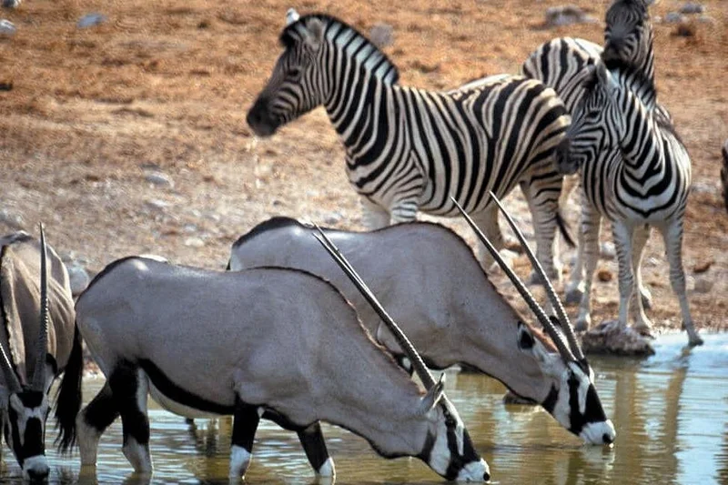 Wildlife at watering hole - zebras and oryx