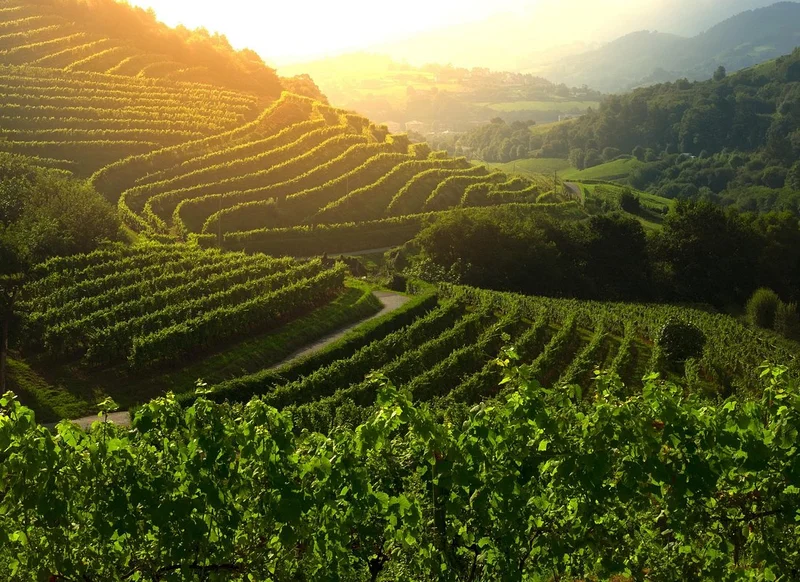 Terraced vineyards in golden hour light