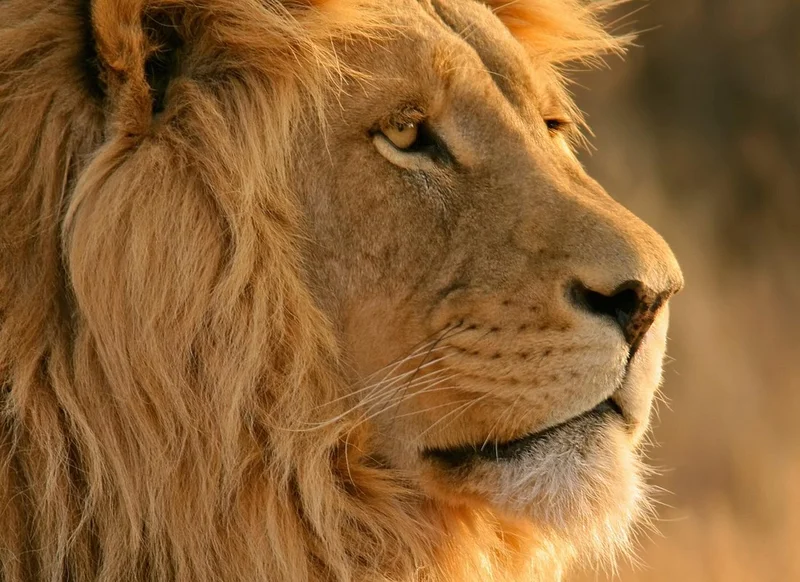 Majestic lion in golden hour safari