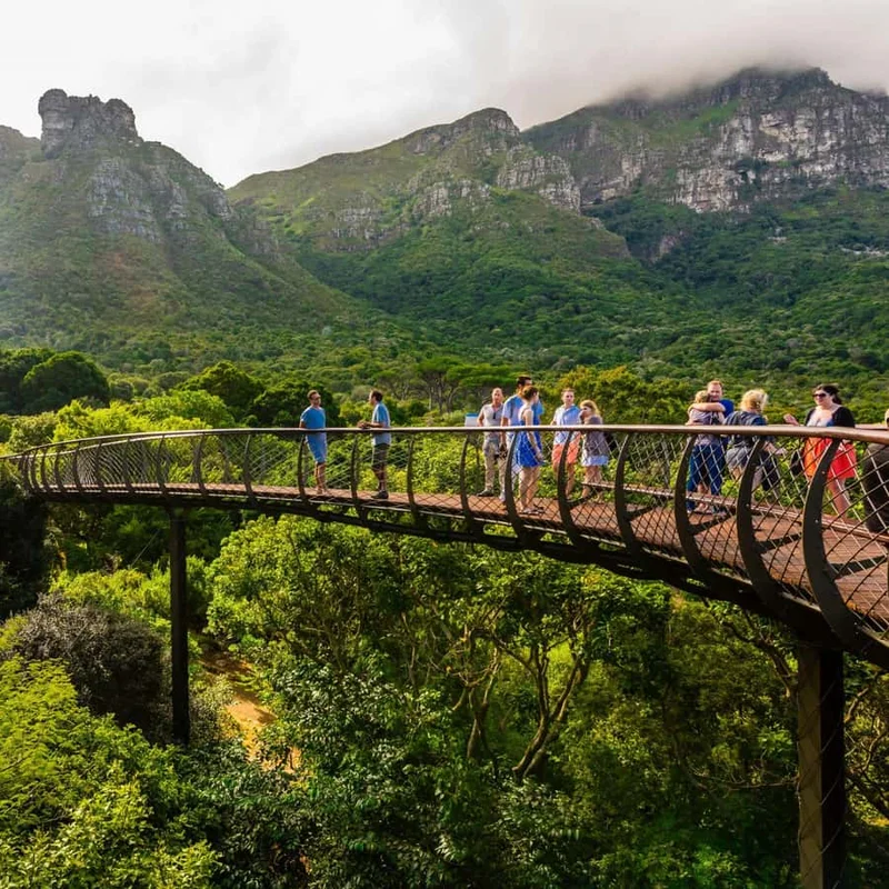 Kirstenbosch Botanical Gardens tree canopy walkway