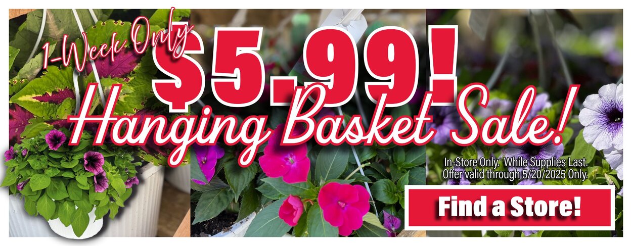 $5.99 Hanging Basket Sale