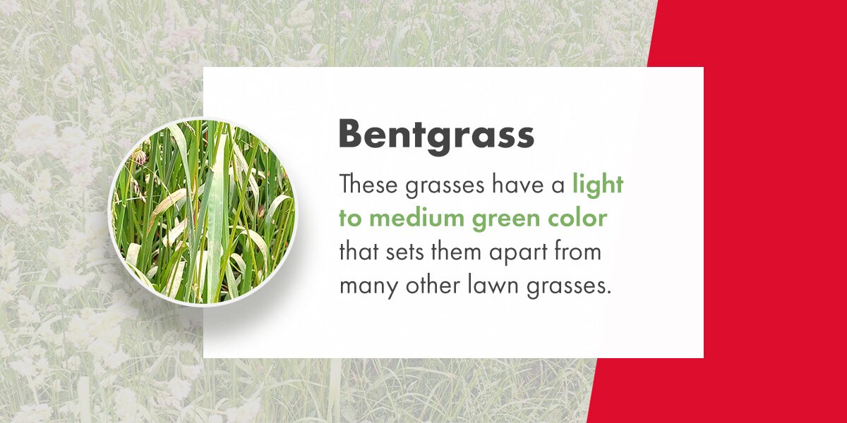 bentgrass has light to medium green color