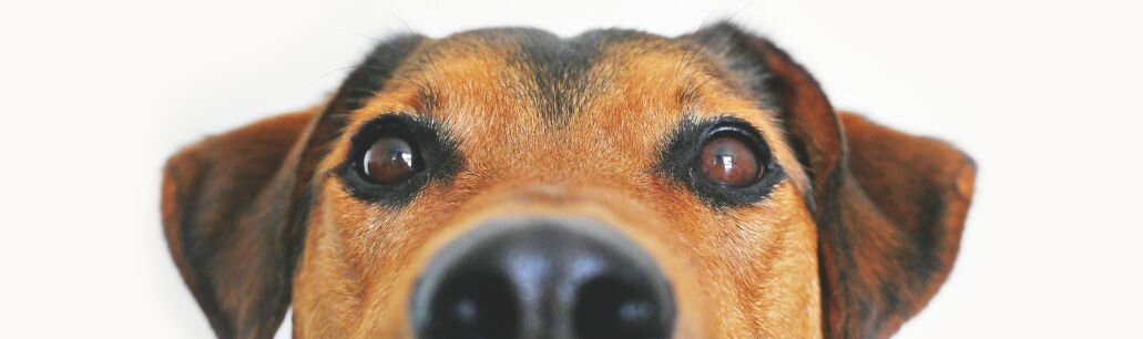 Dog peeking