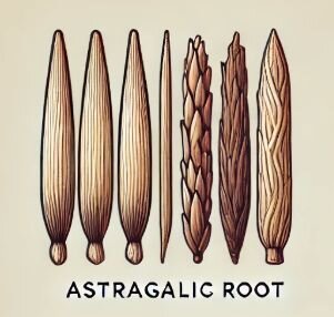 Astragalus Root