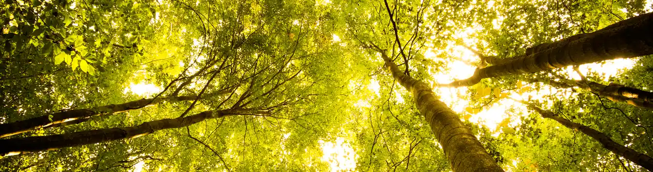 Mondi sustainable paper guide