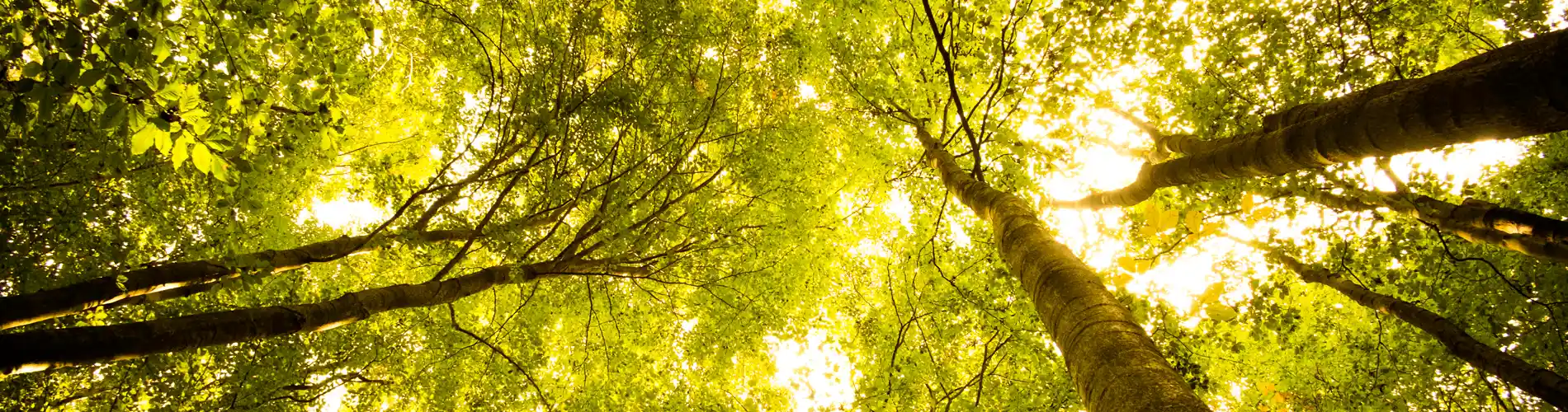 Mondi sustainable paper guide