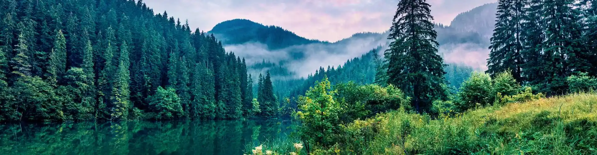 Sustainability at Mondi Uncoated Fine Paper - forest light 