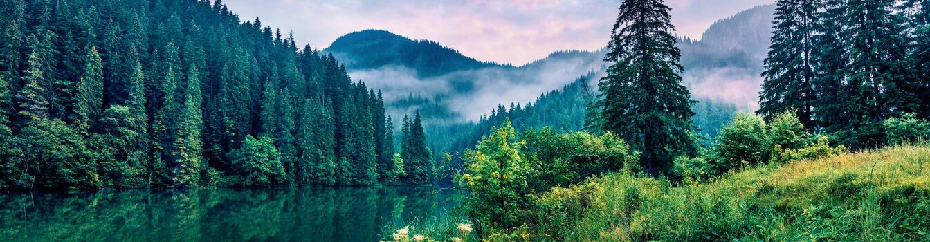 Sustainability at Mondi Uncoated Fine Paper - forest light 