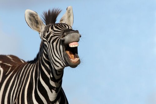 A zebra in the left half of the frame laughing