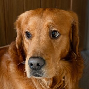 Charlie, the Herewith Spokesdog