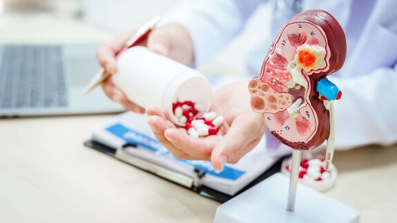 A medical model of a kidney alongside medication illustrates how dialysis supports kidney function. Learn how treatment helps manage chronic kidney conditions.