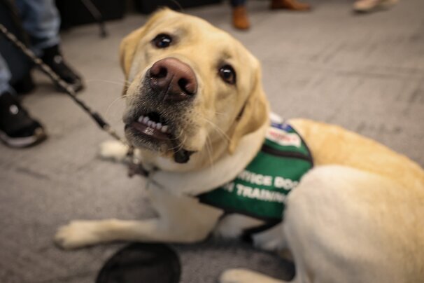 La Molly with Canine Partners of the Rockies service dog in training