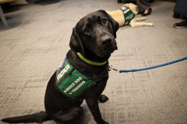 Canine Partners of the Rockies service dog in training