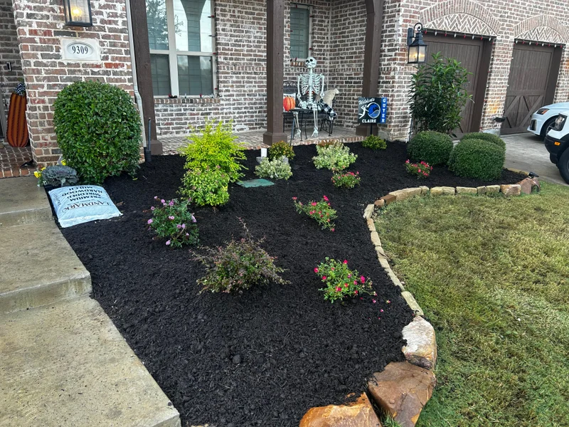 Freshly mulched residential planting bed with clipped shrubs