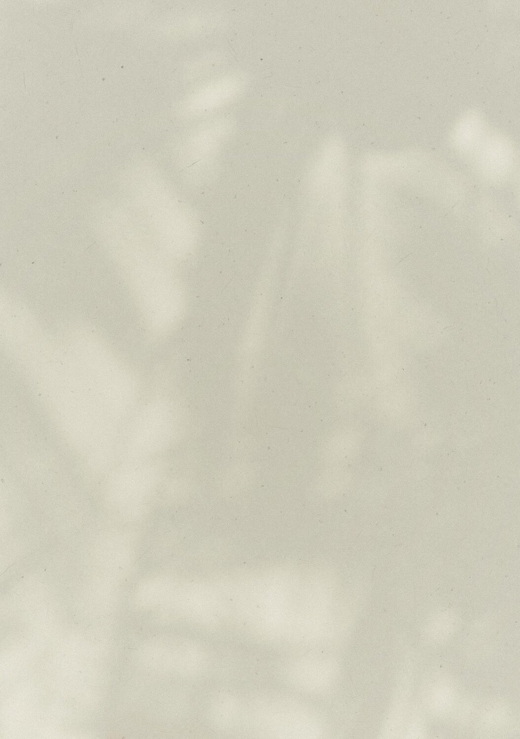 Image of cream colored wall with shadows of palm fronds.