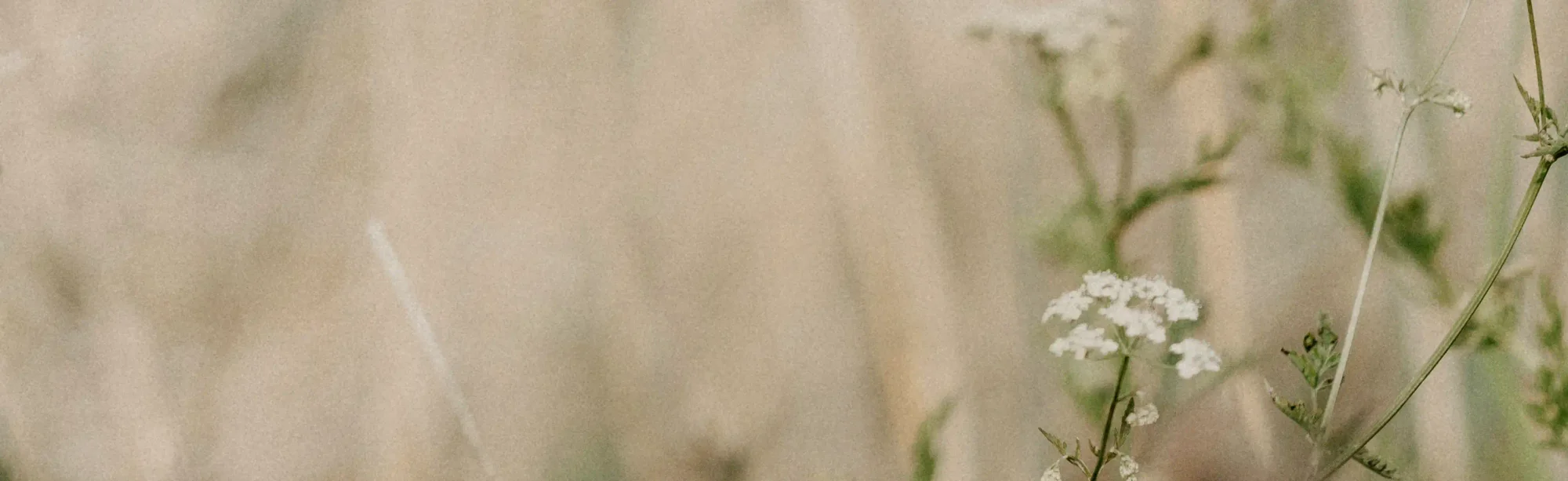 Small white flowers with greenery amidst a wheat colored field