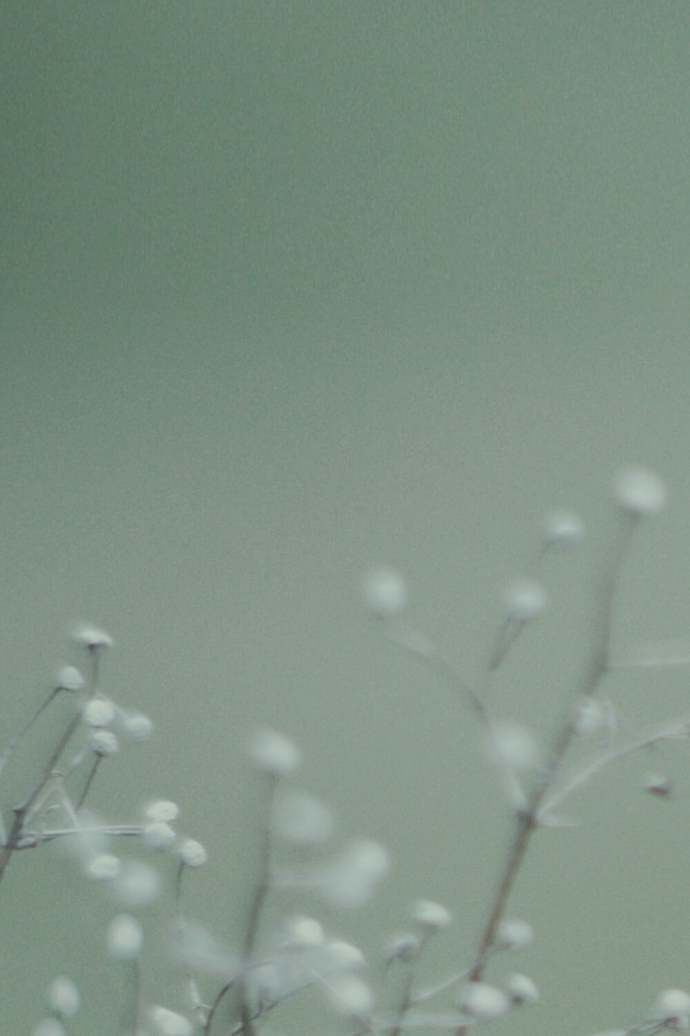 Pre-bloom backdrop. Semi-Annual Sale - Up to 60% Off + New Markdowns Added