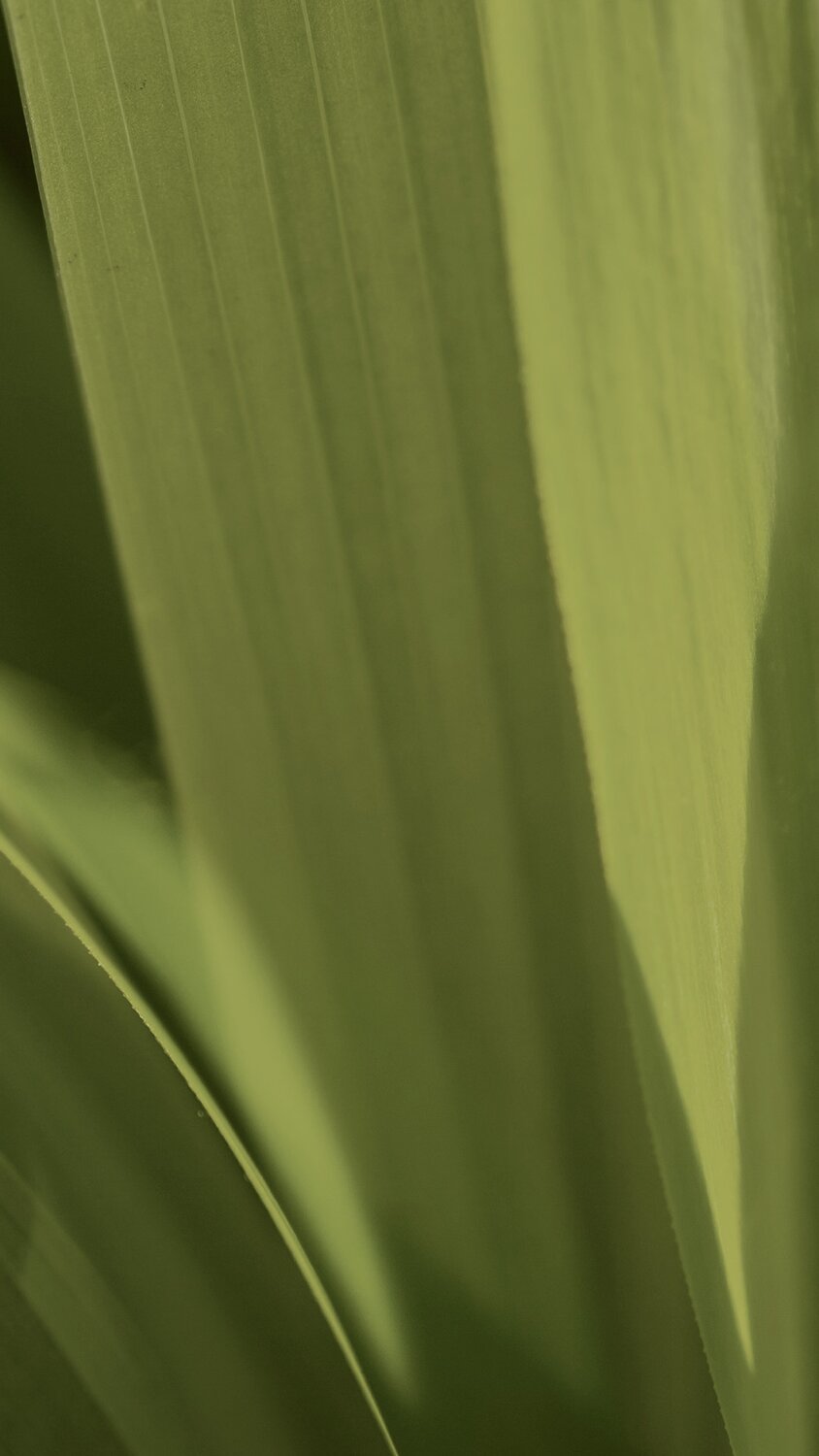 Image of cream colored wall with shadows of palm fronds. Semi-Annual Sale - Up to 50% Off