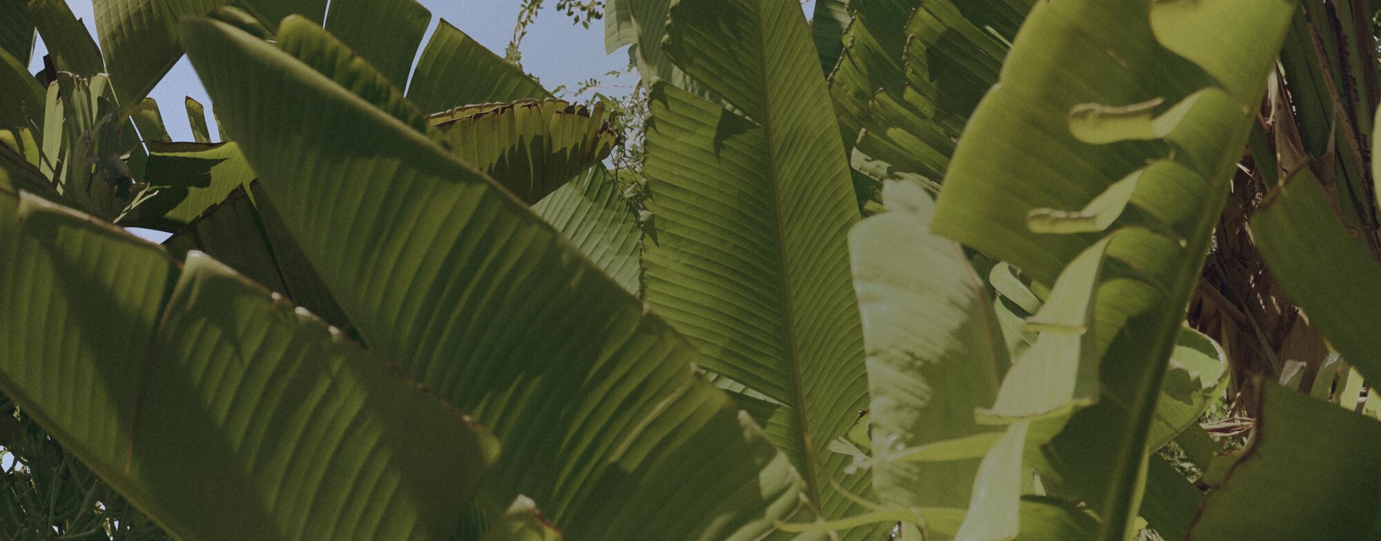 Image of tropical leaves with sky: NOW UP TO 60% OFF // Semi-Annual Sale