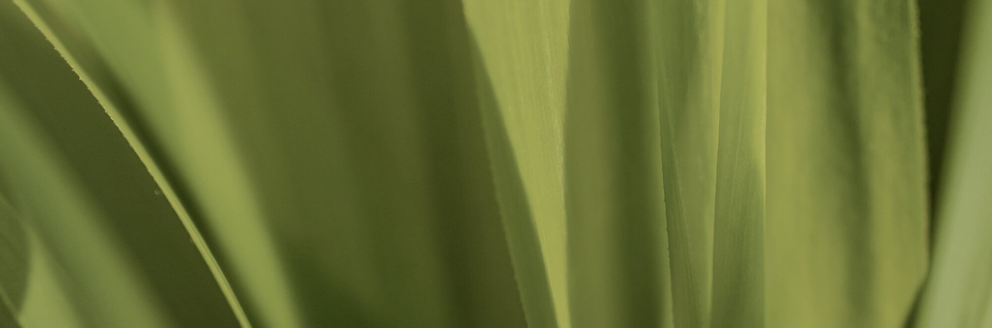 Close-up image of green plant leaves. Semi-Annual Sale - Up to 60% Off