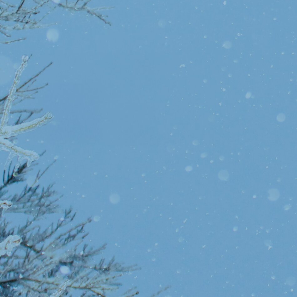 Blue snowy backdrop with tree branches