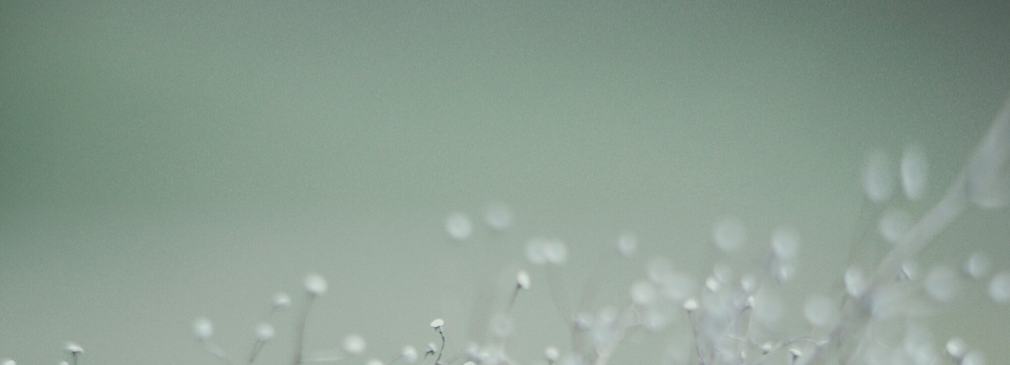 Pre-bloom backdrop. Semi-Annual Sale - Up to 60% Off + New Markdowns Added