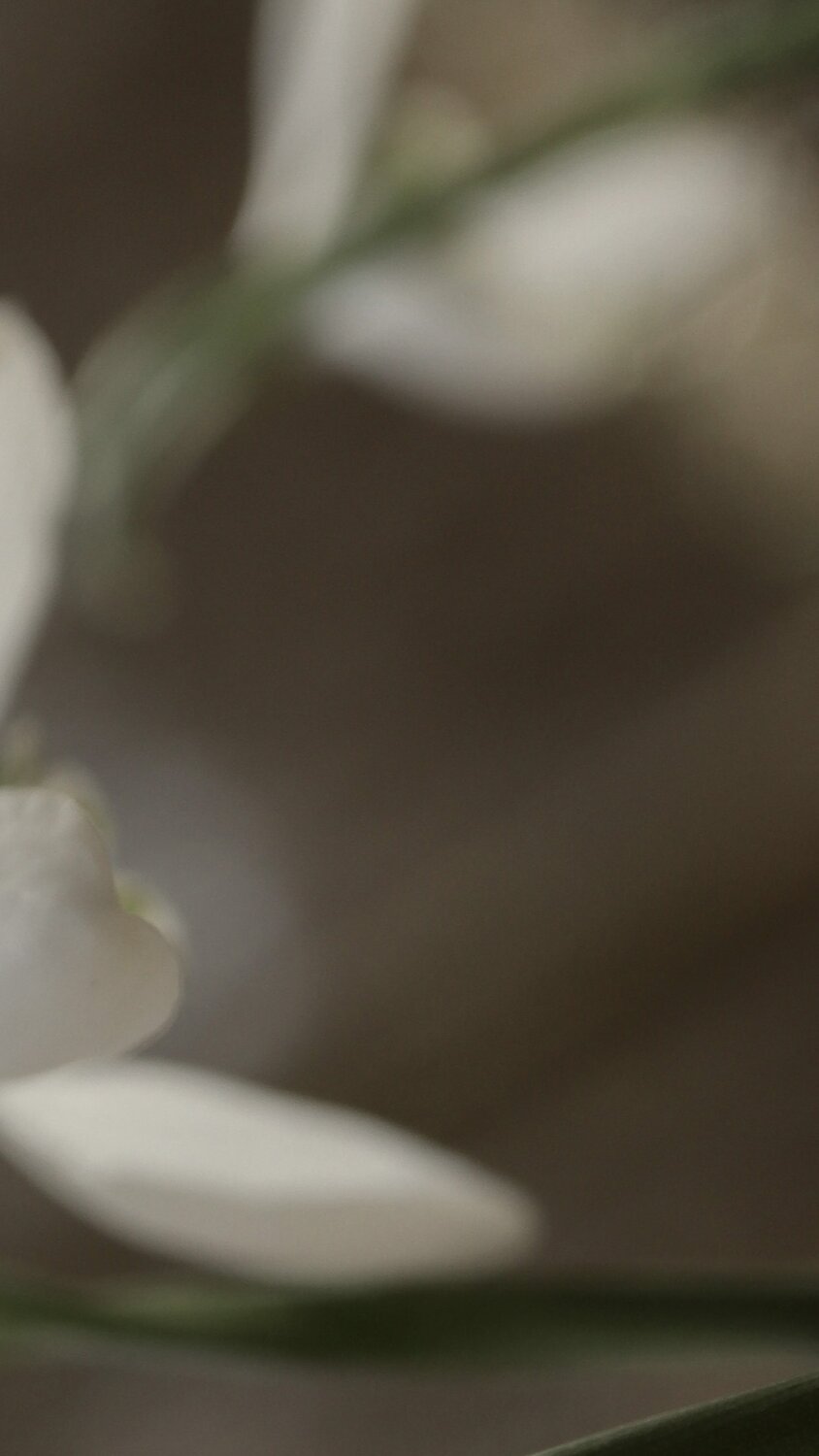 Floral backdrop. Semi-Annual Sale - Up to 50% Off