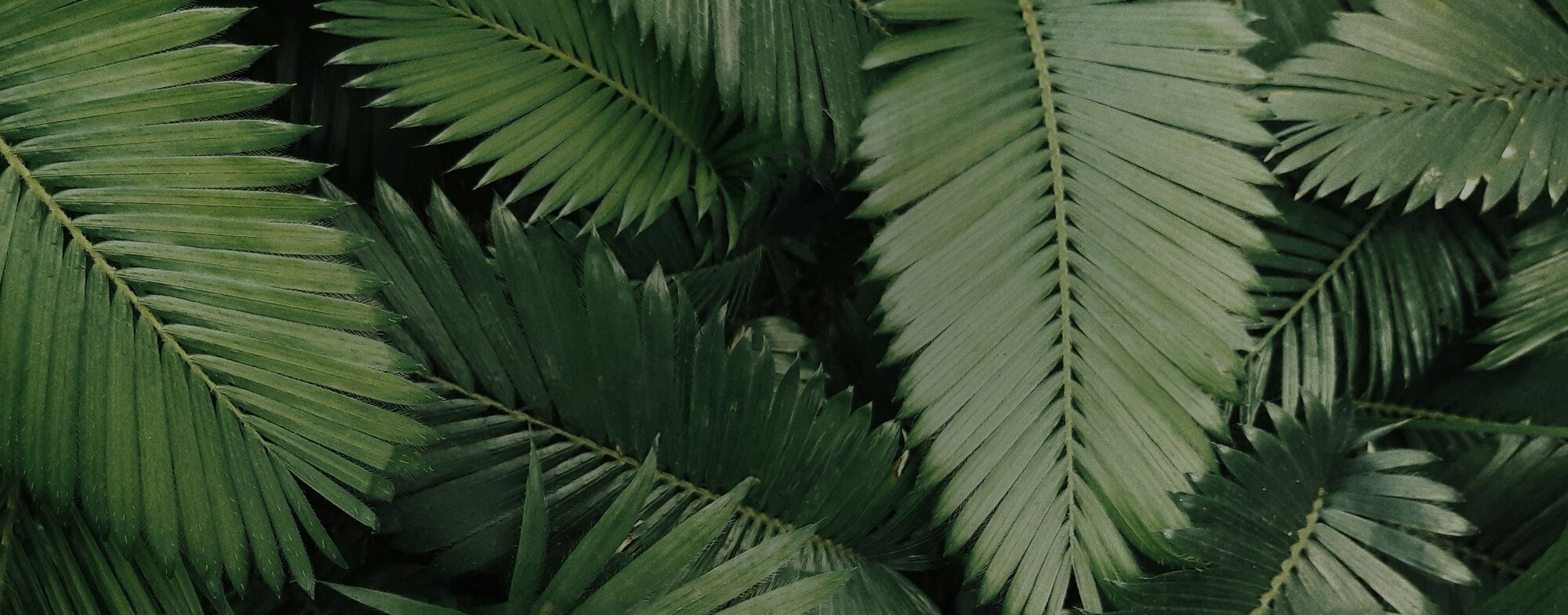 Solid color background in pale khaki