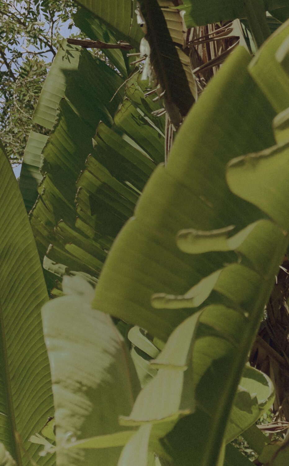 Image of tropical leaves with sky: NOW UP TO 60% OFF // Semi-Annual Sale