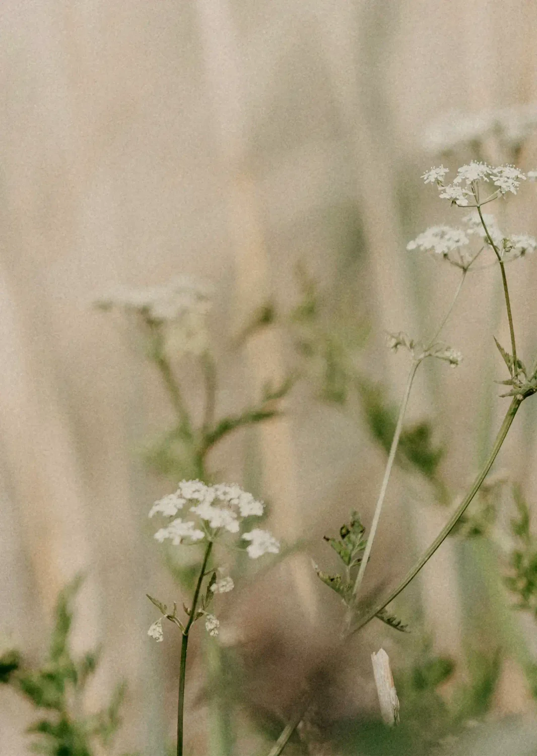 Small white flowers with greenery amidst a wheat colored field