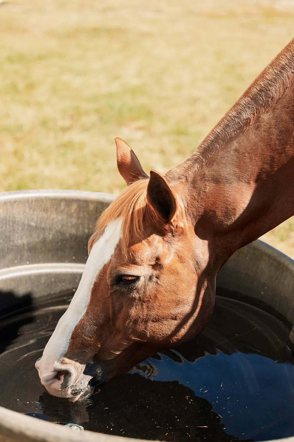 Horse in field