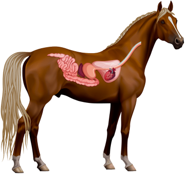 Horse Digestive System