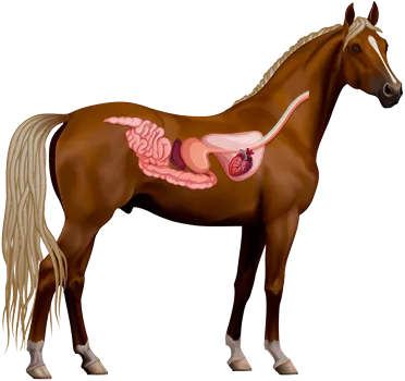 Horse Digestive System