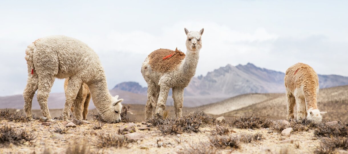 Tre alpakkaer i et fjellandskap i Peru, kilden til den bærekraftige alpakaullen som Elvang benytter under rettferdige arbeidsforhold og med fokus på dyrevelferd.